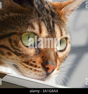 Regard de fenêtre : yeux émeraude du chat Bengale - Gigapixel Banque D'Images