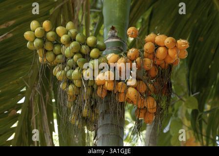 Vue rapprochée d'un tas de noix de bétel sur Areca Palm à Shrivardhan, côte Konkan, District Raigad, Maharashtra, Inde, Asie Banque D'Images