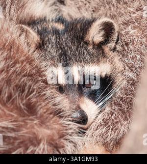 Les ratons laveurs se blottissent dans un cadre confortable et naturel au petit matin dans une forêt Banque D'Images