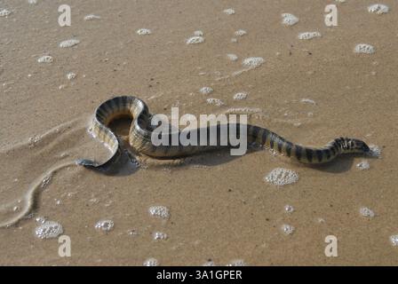 Reptiles, lapemis curtus de serpent de mer venimeux à la plage de Kunkeshwar, taluka Devgad, district de Sindhudurga, Maharashtra, Inde, Asie Banque D'Images