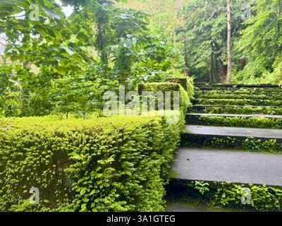 Gros plan des marches en pierre couvertes de mousse dans une forêt tropicale luxuriante Banque D'Images