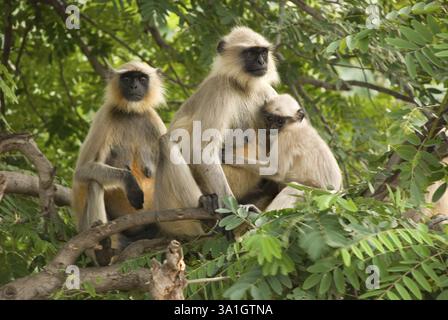 Famille de langur Hanuman également connue sous le nom de langur commun, Entellus langur (Semnopithecus entellus), Pavagadh, district de Panchmahals, État du Gujarat, Inde, ASI Banque D'Images