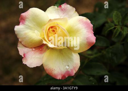 Rose et blanc ombré délicate fleur de rose avec des gouttes de rosée, Pune, Maharashtra, Inde, Asie Banque D'Images