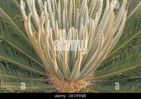 Jeunes feuilles qui poussent de Cycas revoluta, Bombay Mumbai, Maharashtra, Inde, Asie Banque D'Images