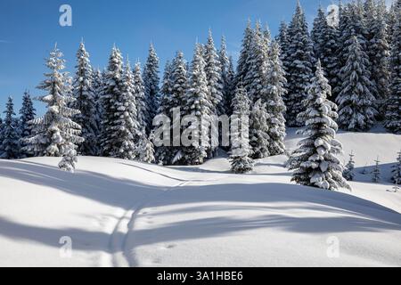 WA28174-00...WASHINGTON - neige fraîche sur la piste de ski de fond du Tenth Mountain Division Memorial. Banque D'Images