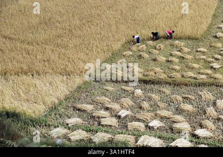 Femmes travaillant sur le terrain, Inde, Asie Banque D'Images