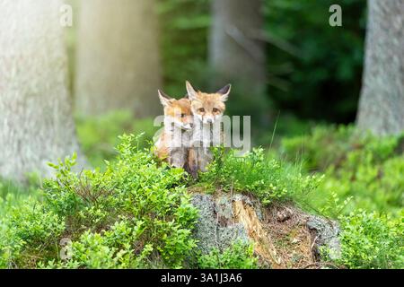 Paire d'adorables oursons de renard pose dans la forêt. Horizontalement. Banque D'Images