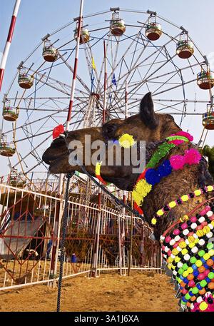 Chameau décoré contre joyeux faire le tour à la foire du bétail de Pushkar, Pushkar, Rajasthan, Inde, Asie Banque D'Images