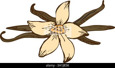 Fleur de vanille avec croquis de bâtons. Illustration vectorielle dessinée à la main de fleur d'orchidée et de pods. Illustration de Vecteur