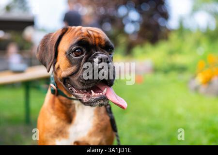 Jeune Boxer chien assis dans un jardin. Un jeune boxeur fait une pause et se détend dans un jardin. Boxer de couleur fauve, de race pure. Banque D'Images