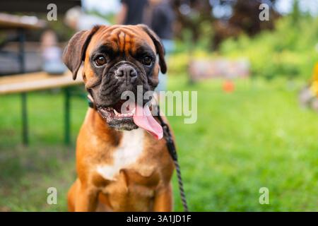 Jeune Boxer chien assis dans un jardin. Un jeune boxeur fait une pause et se détend dans un jardin. Boxer de couleur fauve, de race pure. Banque D'Images