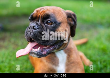 Jeune Boxer chien assis dans un jardin. Un jeune boxeur fait une pause et se détend dans un jardin. Boxer de couleur fauve, de race pure. Banque D'Images