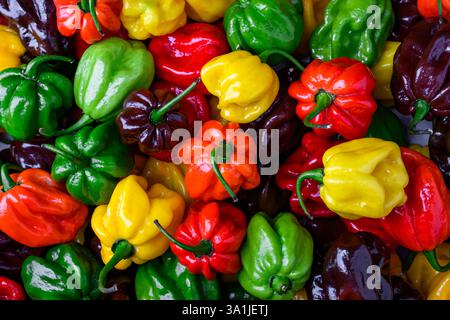 Gros plan de poivrons habanero multicolores frais mûrs (capsicum chinense). Poivrons mexicains très chauds. Photographie culinaire Banque D'Images