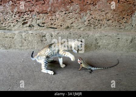 Chasse défenses withen chat et lézard in varandha of House, taluka Lanja, district de Ratnagiri, Maharashtra, Inde, Asie Banque D'Images