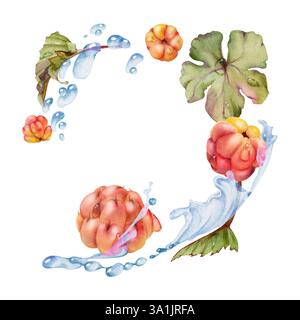 Framboise cloudberry volant dans la vague d'éclaboussures d'eau, feuilles vertes et gouttes, dessiné à la main à l'aquarelle, baie de forêt d'été mûre. Illustration isolée Banque D'Images