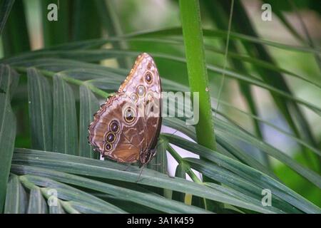 Blue Morpho Butterfly Morpho Peleides affiche ses ailes bleues vibrantes dans Une forêt tropicale Banque D'Images