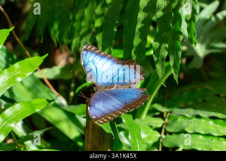 Morpho Peleides Butterfly également connu sous le nom de Blue Morpho, montrant ses ailes bleues frappantes dans Un habitat tropical Banque D'Images