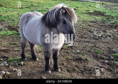 Un majestueux cheval islandais avec une épaisse crinière grise et blanche se dresse dans la nature sauvage ouverte. Entouré de paysages accidentés, le cheval incarne la force Banque D'Images