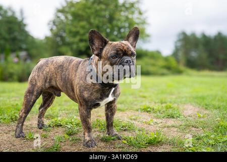 Brindle bouledogue français debout sur l'herbe. Une vue de profil d'un bouledogue français bringé marchant sur l'herbe. Brindle bouledogue français sur la promenade en plein air. Banque D'Images