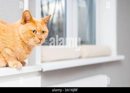 chat mignon assis sur la commode dans la chambre. le chat est assis sur le coin de la table. chat gingembre assis sur la table. photo d'un chat avec espace pour un Banque D'Images