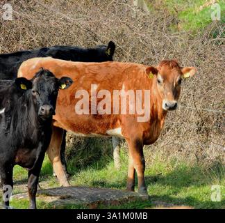 Gros plan de deux vaches une noire une brune Banque D'Images