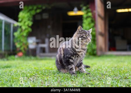 Chat tabby domestique à cheveux courts assis sur l'herbe. Chat Tabby assis sur la pelouse verte. Banque D'Images