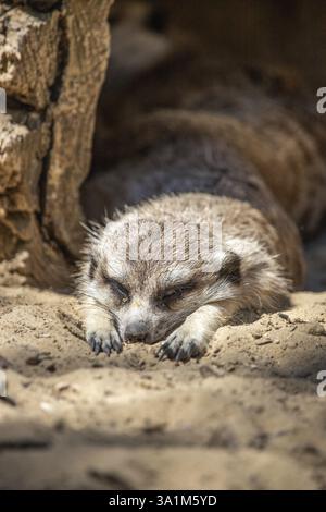 Concentrez-vous sur une suricate. La suricate dort sur le sable et semble mignonne. Gros plan, au zoo de Siofok Banque D'Images