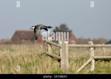 Une oie de Brent (branta bernicla) volant de gauche à droite avec de l'herbe, une clôture et des maisons en arrière-plan Banque D'Images