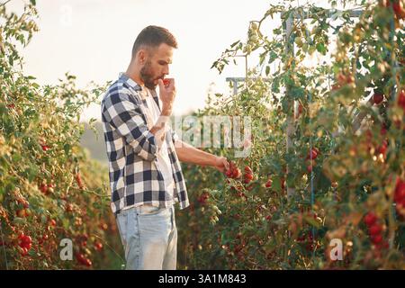 Vue latérale. Cueillir des tomates. Beau jeune homme est dans le jardin. Banque D'Images