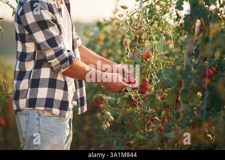 Vue latérale. Cueillir des tomates. Beau jeune homme est dans le jardin. Banque D'Images