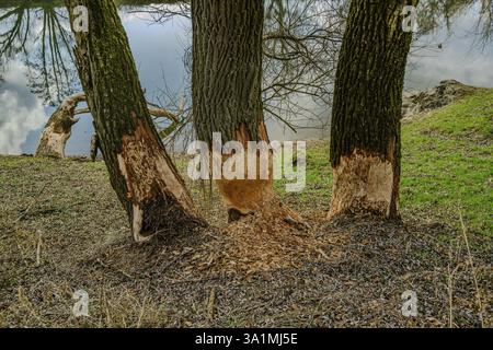 Trois arbres sur la rive d'une rivière, avec des marques de morsure de castors, forêt riveraine, vieux Danube, Bogen, basse-Bavière Banque D'Images