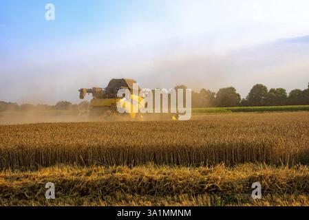Grande moissonneuse-batteuse battant au coucher du soleil Banque D'Images