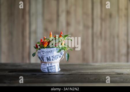 Fond en bois avec plante de poivre décorative. Pot avec plante de piment ornementale. Plante de piments multicolores arc-en-ciel. Bush de décorat intérieur Banque D'Images