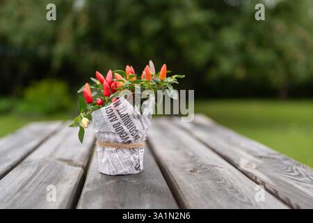 Pot avec plante de piment ornementale. Plante de piments multicolores arc-en-ciel. Bush de poivre décoratif sur une table en bois dans le jardin. Banque D'Images