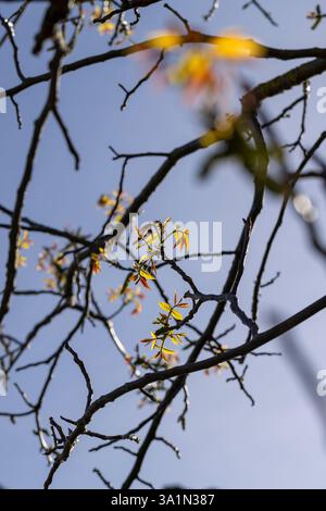 le premier feuillage et fleurs en forme de boucles d'oreilles en noyer, branches avec feuillage et fleurs de noyer sur un fond de ciel bleu Banque D'Images