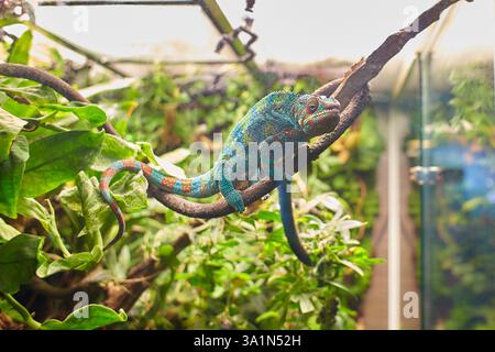 Panther chameleon Furcifer pardalis de Madagascar, perché sur une branche Banque D'Images