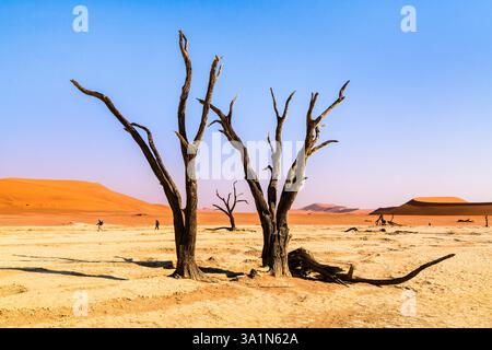 Silhouettes d'arbres morts à Deadvlei, Sesriem, Namibie Banque D'Images
