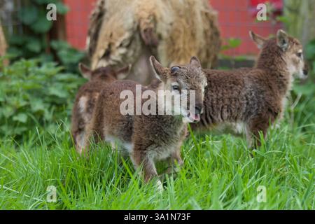 Castlemilk Moorit Lamb, Spitalfields City Farm, Londres Banque D'Images