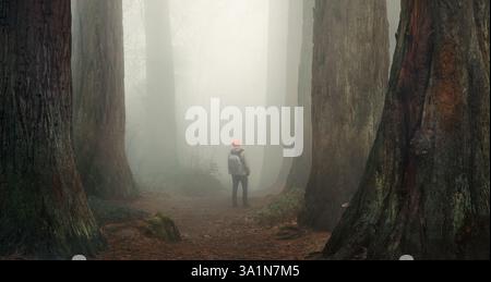 Randonnée dans la crainte sous d'énormes séquoias avec beaucoup d'atmosphère et de brouillard. Randonneur explorant les merveilles de la nature dans une forêt étonnante à la beauté surréaliste Banque D'Images