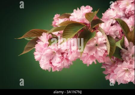 Fleurs de cerisier roses sur une branche sur un élégant fond de studio vert vignetté Banque D'Images
