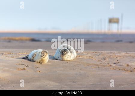 Une paire de chiots phoques reposant sur le sable près de la chaussée menant à Holy Island au large de la côte du Northumberland, au nord-est de l'Angleterre Banque D'Images