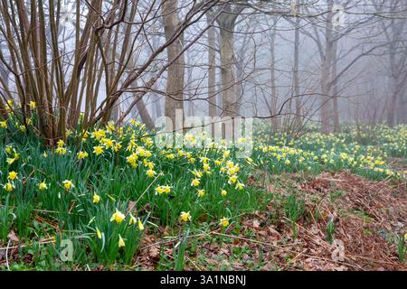 Jonquilles sauvages jaune pâle poussant dans une forêt anglaise par un matin brumeux au début du printemps Banque D'Images
