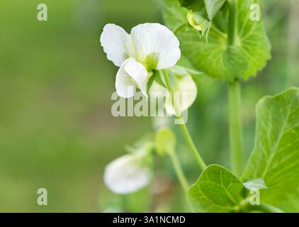 Fleur de plante de pois en gros plan. Plantes de pois verts naturelles comme fond de printemps Banque D'Images