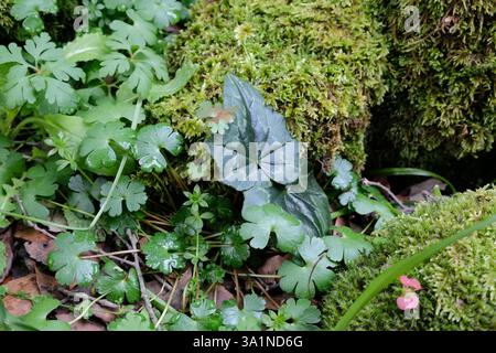 Gros plan d'un mélange luxuriant de plantes humides et de mousse après la pluie dans les bois de l'Etna Park, Sicile, Italie Banque D'Images