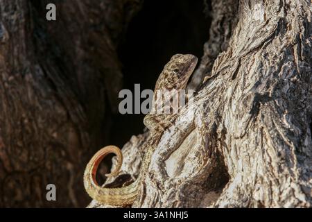 Queue cubaine brune, Leiocephalus cubensis se détendant sur un arbre à Cuba Banque D'Images
