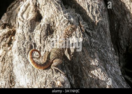 Queue cubaine brune, Leiocephalus cubensis se détendant sur un arbre à Cuba Banque D'Images