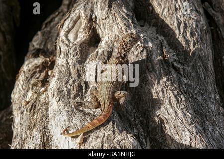 Queue cubaine brune, Leiocephalus cubensis se détendant sur un arbre à Cuba Banque D'Images