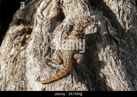 Queue cubaine brune, Leiocephalus cubensis se détendant sur un arbre à Cuba Banque D'Images