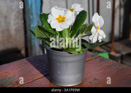 Vue avant belle plante verte artificielle fleurs jaunes dans un pot brun isolé sur fond blanc. plantes vertes artificielles dans des pots de fleurs pour la maison Banque D'Images