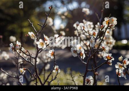 Délicates fleurs de prune blanches douces rétro-éclairées par le soleil du matin. Sur fond de bokeh doux, la scène illustre le début du printemps au Japon. Banque D'Images